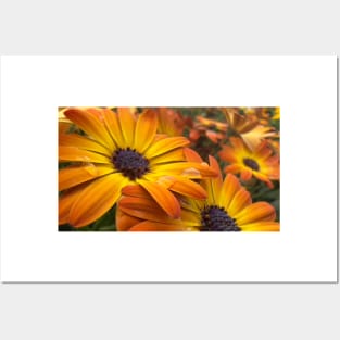 Orange Daisies With Water Drops Posters and Art